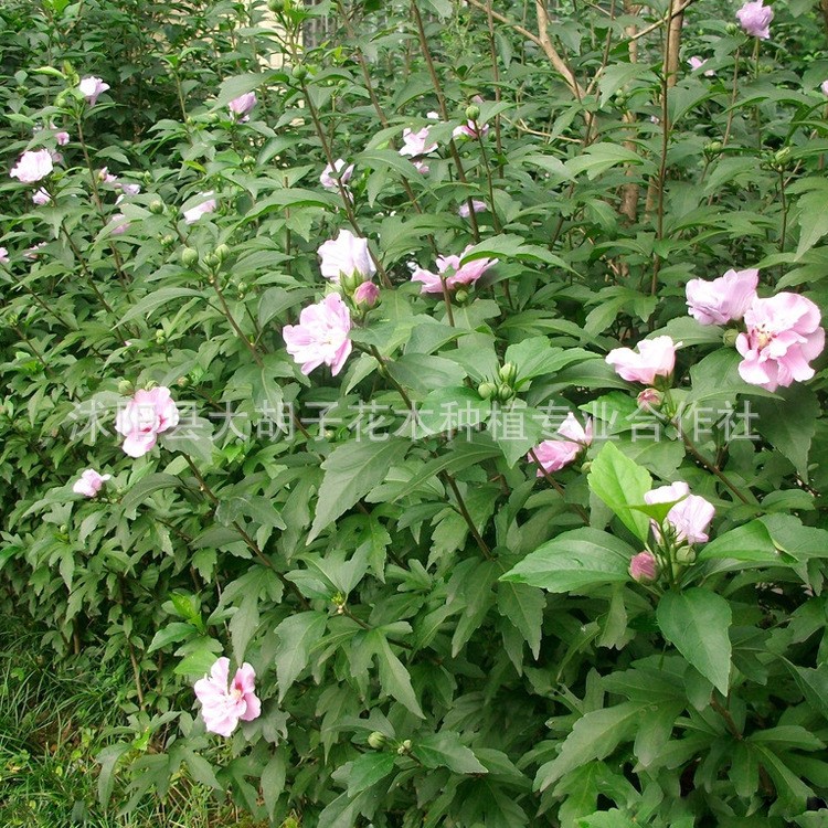 庭院園林綠化工程苗 叢生木槿樹苗 獨桿紅花木槿花苗 落葉灌木花