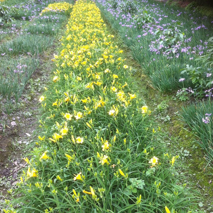 四川廠家直供量花卉金娃娃萱草 庭院綠化 草本地被植物