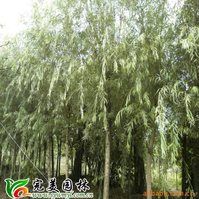 供應園林綠化直升柳 青皮柳 饅頭柳 柳樹