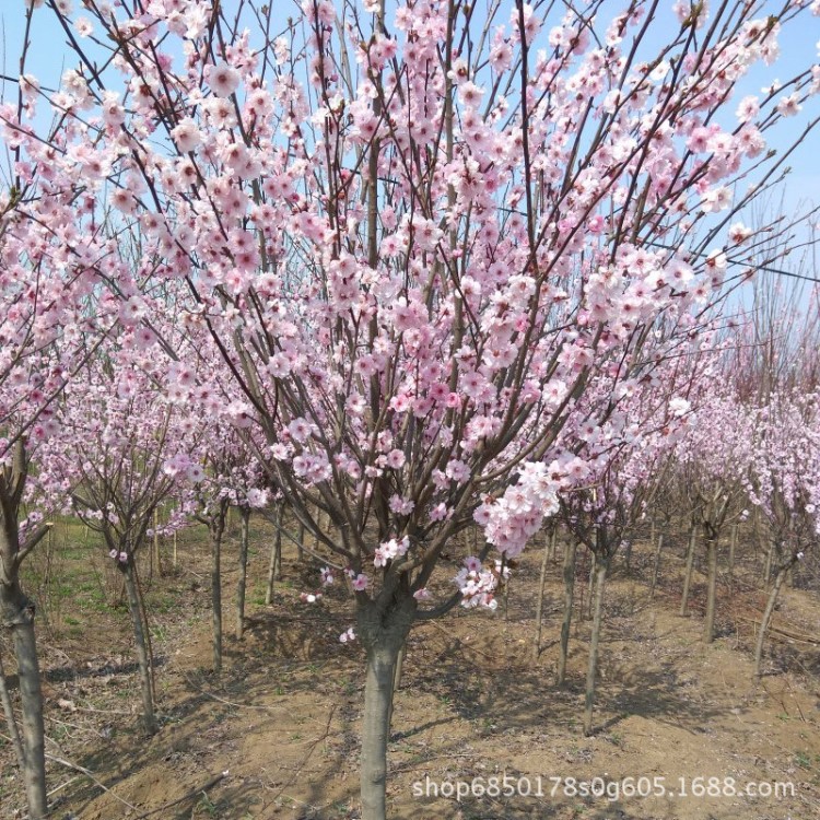 美人梅 綠化樹苗 花灌木 基地直銷批發(fā)價(jià)格 觀花觀葉植于庭院路旁