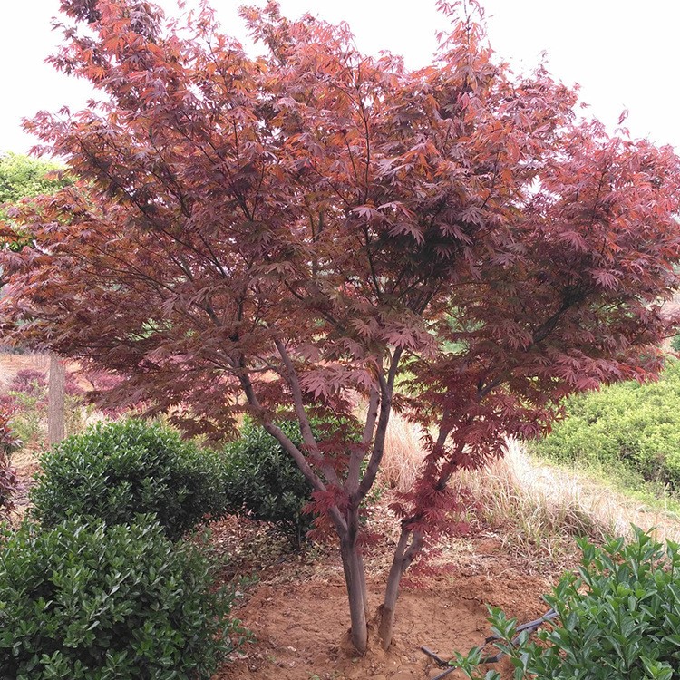 供應各種規格綠化工程日本紅楓 叢生紅楓 北方紅楓叢生五角楓