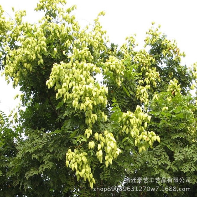 基地批發(fā)欒樹苗 風(fēng)景樹  園林工程綠化常綠喬木防護(hù)林