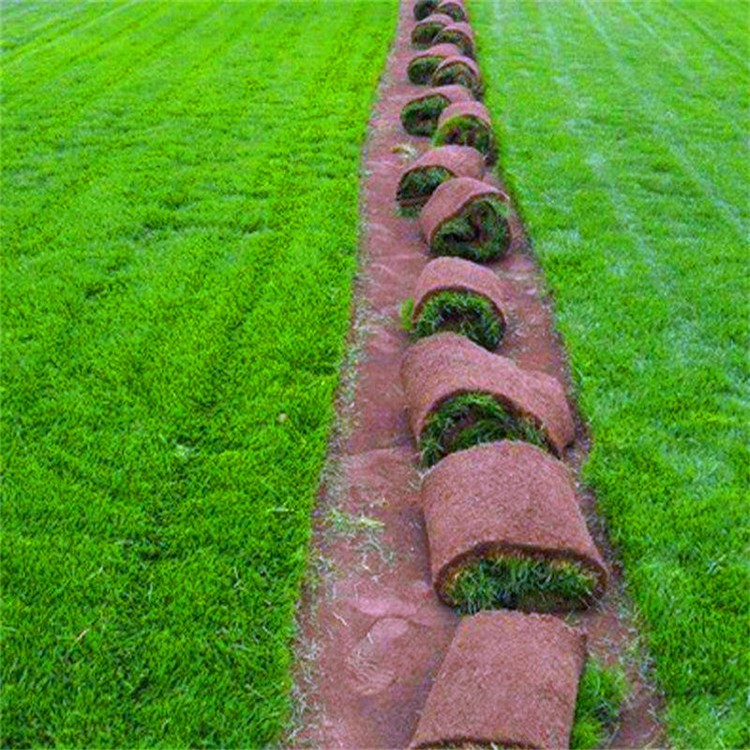 批发耐践踏四季青带泥土真草皮 马尼拉 果岭草 草坪庭院绿化植物