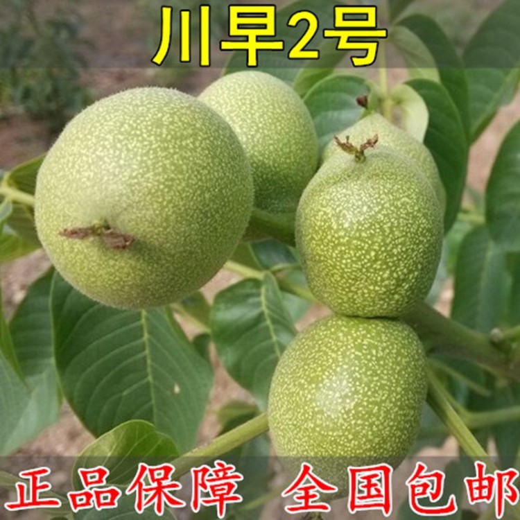 嫁接核桃樹苗 川早2號核桃 四川川早2號核桃苗南方北方種植