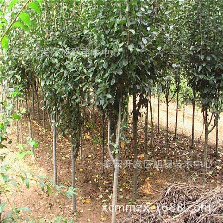 基地直銷 規(guī)格全觀賞絢麗海棠 綠化絢麗海棠溫帶觀花植物價格