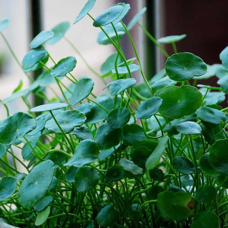 大量批发绿色水培植物 水生植物 铜钱草香菇草 盆栽 水体绿化