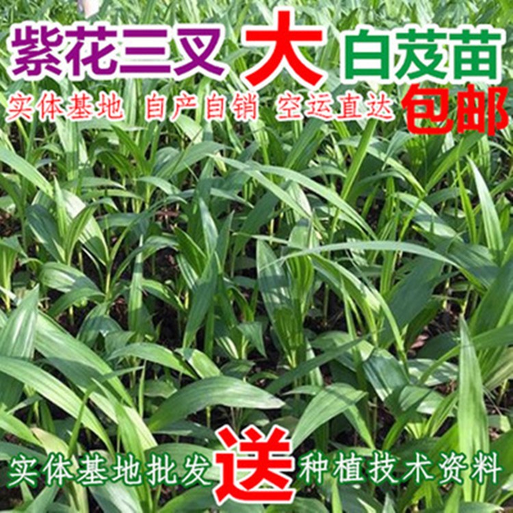 供應(yīng)紫花三叉白芨苗 馴化種苗 白芨種苗 基地現(xiàn)挖帶苗子大量供應(yīng)