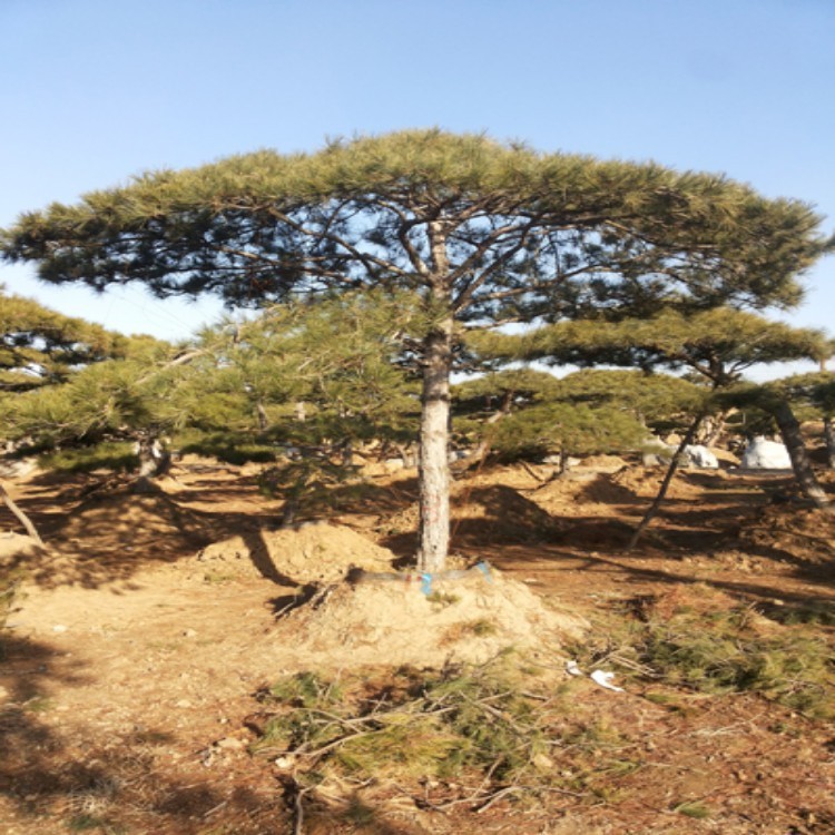 基地供应 黑松树 园林工程绿化苗 黑松树 量多优惠