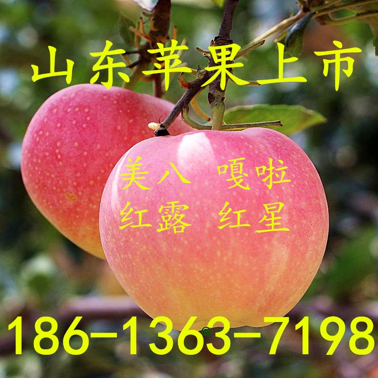 山東蘋果價(jià)格 新鮮水果 紅星蘋果批發(fā)價(jià)格 果園現(xiàn)摘 大量有貨