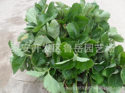 易種植量草莓栽子品種價格 采摘園種植果樹苗品種價格