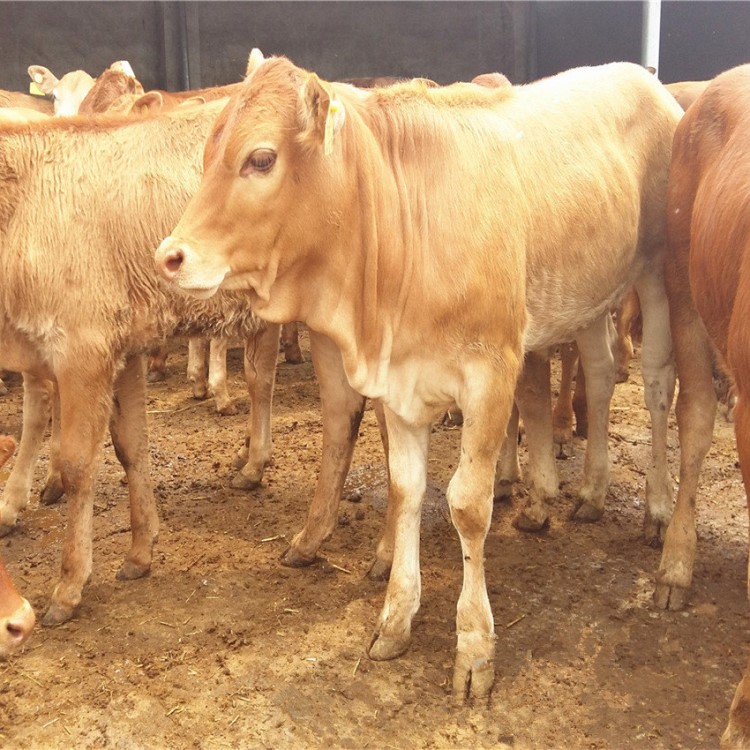 肉牛苗小黄牛 黄牛苗带养殖 肥肉牛犊活体改良黄牛苗 鲁西黄牛犊