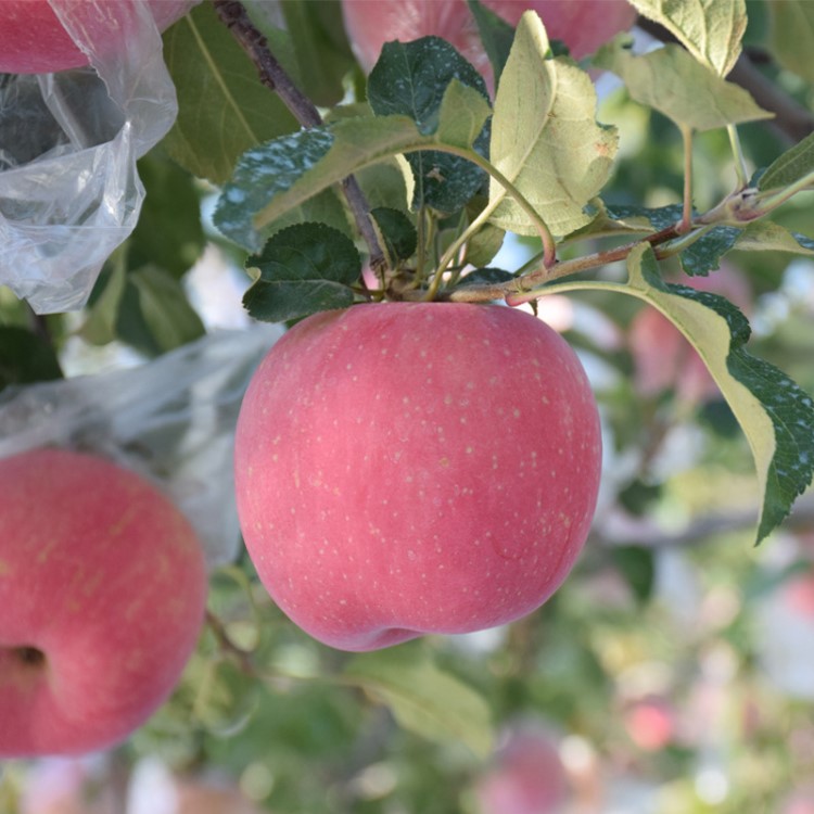 源頭直供新鮮水果高原蘋果9斤山西芮城紅富士蘋果批發包郵