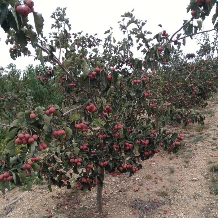 基地直供易管理甜紅籽山楂樹(shù)  產(chǎn)量高甜紅籽山楂樹(shù)品質(zhì)易成活