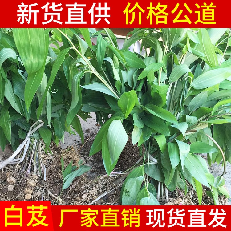 供应批发白芨种苗 种植基地直销白芨 高成活率白芨药材种苗