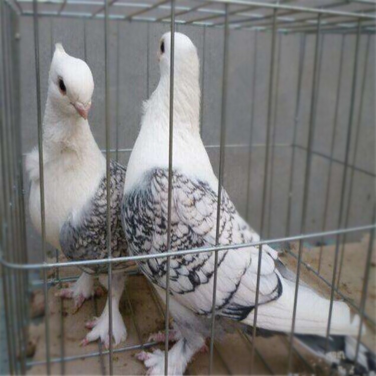 觀賞鴿養殖場觀賞鴿價格觀賞鴿品種 淑女鴿點子鴿鳳尾