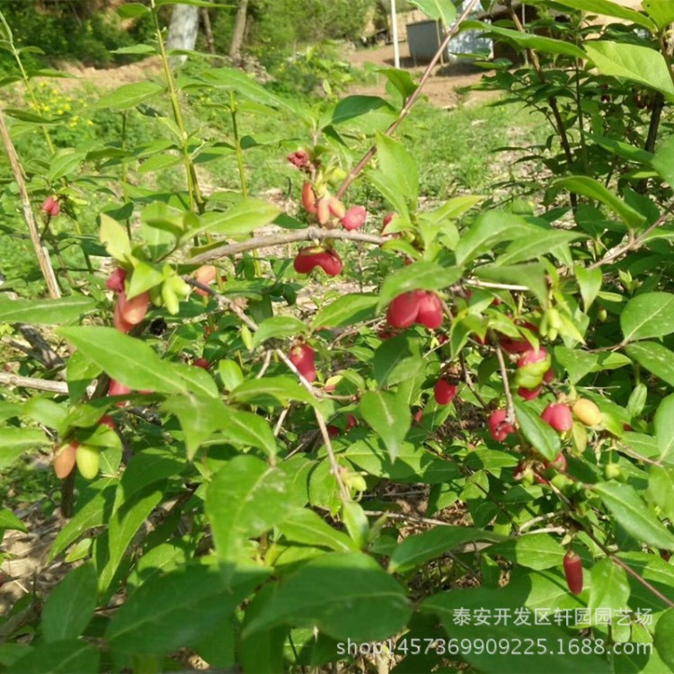 多规格杈杷果苗批发 现挖现卖 杈杷果树苗基地直销 价格优惠