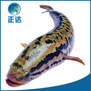 正達(dá)出售黑魚(yú)苗 量雜交黑魚(yú)魚(yú)苗 本地淡水黑魚(yú)苗