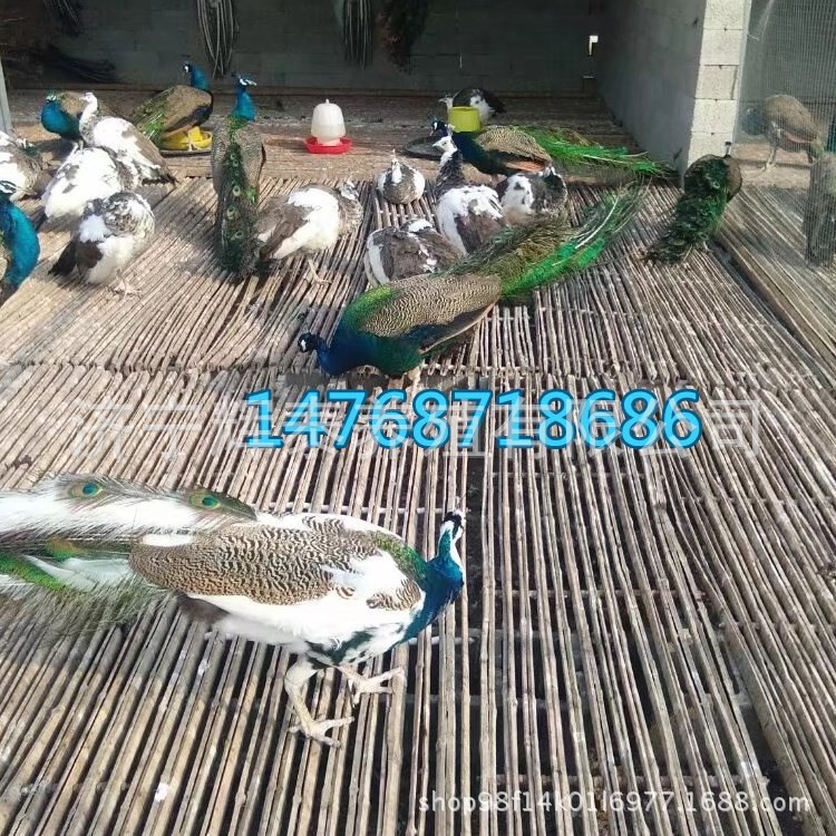 孔雀養(yǎng)殖批發(fā) 批發(fā)孔雀種苗藍(lán)孔雀白孔雀花孔雀 孔雀的價(jià)格