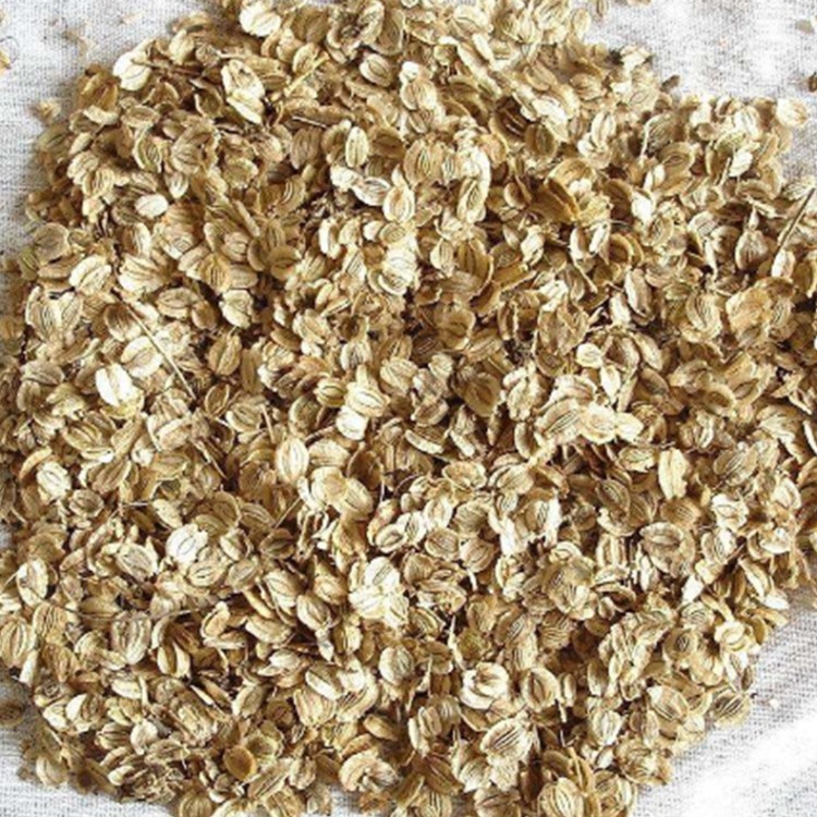 批發(fā)白芷種子  新白芷  亳州白芷籽  藥材種子種苗量大優(yōu)惠