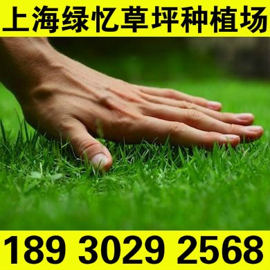 天然種植綠化草坪上海廠(chǎng)家 雙季草坪 綠憶草坪種植場(chǎng)18930292568