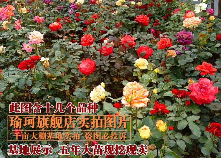 八年玫瑰花苗室內(nèi)外四季開花花卉盆栽綠植月季花苗景薔薇海棠牡丹