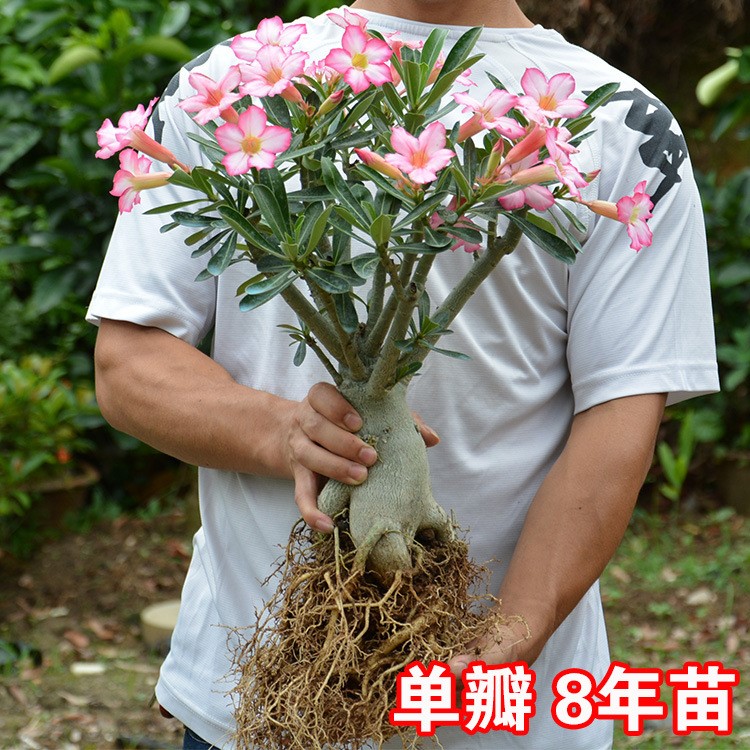 大棵 沙漠玫瑰盆栽綠植萬隆園藝種植基地花卉批發(fā)福建漳州發(fā)貨