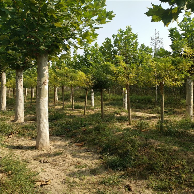 15公分法桐濟寧苗木市場價格  菏澤15公分法桐價格低
