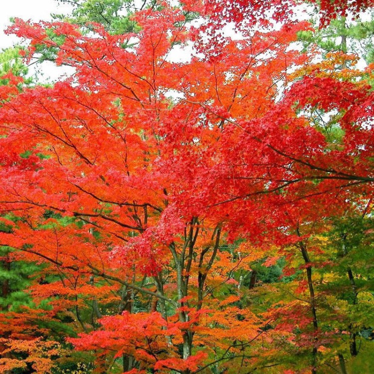 紅楓樹苗中國紅楓美國紅楓日本紅楓庭院園林綠化彩色景觀樹紅楓苗