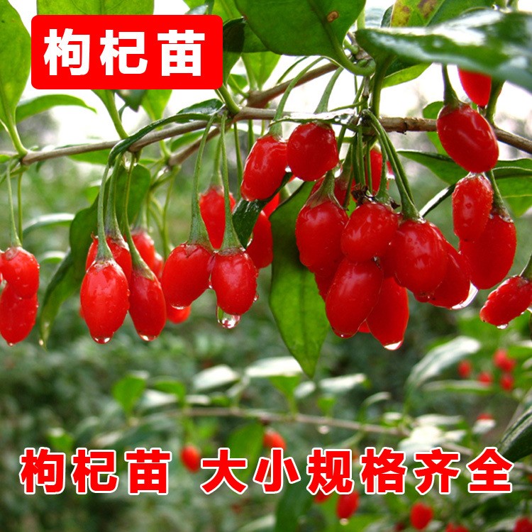 寧夏特種寧杞一號(hào) 枸杞苗 高收品質(zhì) 寧夏紅枸杞樹(shù)苗3年苗