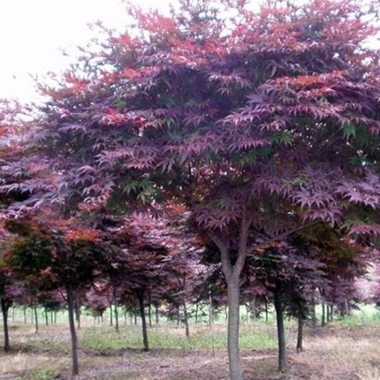 美國紅楓秋火焰  江蘇供應(yīng)3、4、5、6公分 美國紅楓價格