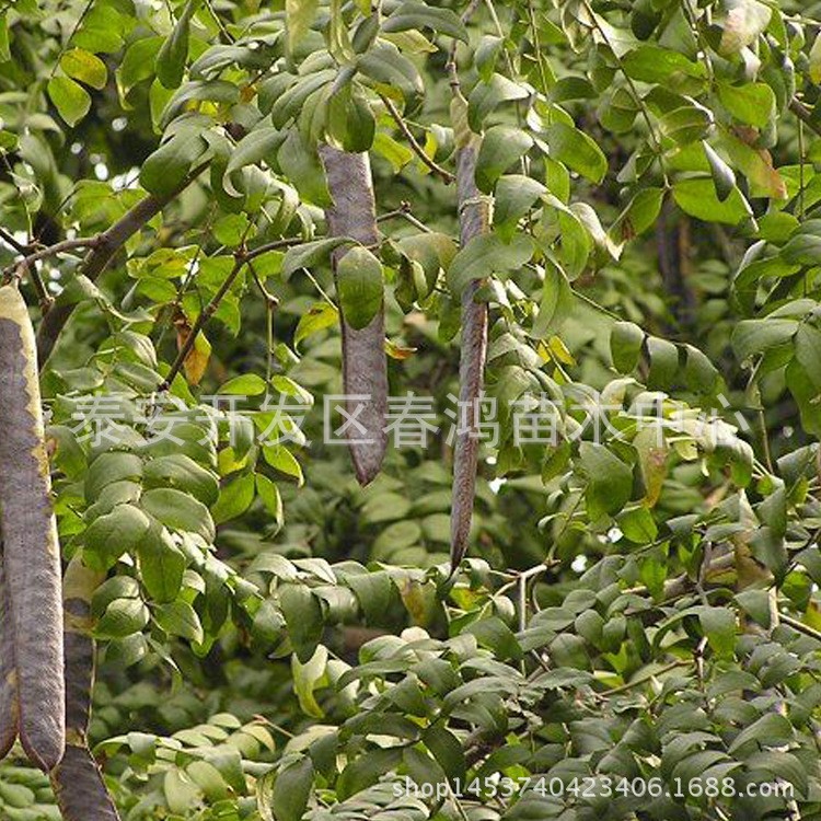 销售高成活率 皂角树苗 价格优惠 经济树种皂角树 嫁接速生