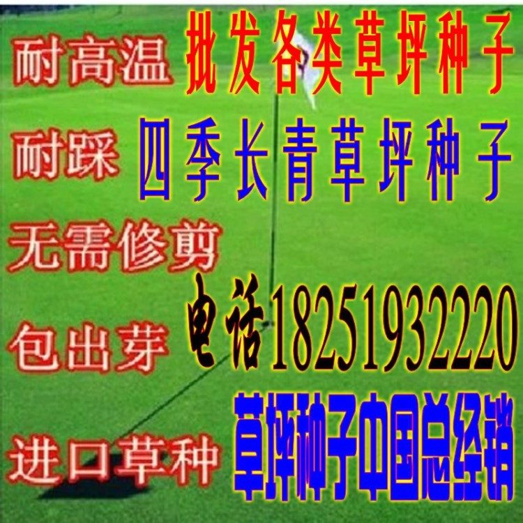 草坪种子护坡绿化百慕大狗牙根早熟禾高羊茅黑麦草针叶草地毯草