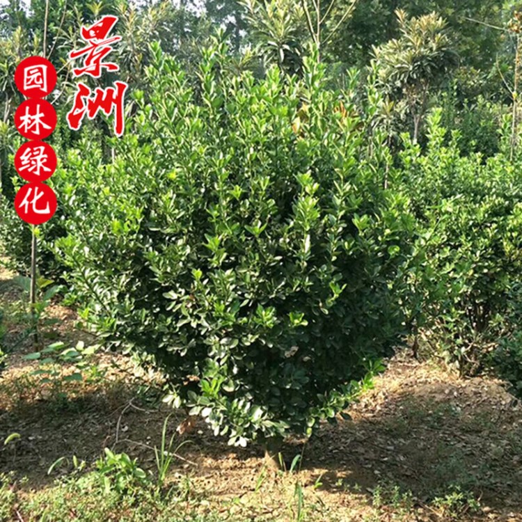 大叶黄杨球 冬青球厂家直销风景树学校马路园林观赏植物黄杨球