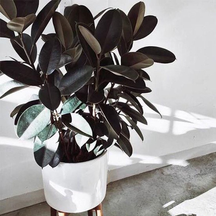 橡皮树盆栽绿色健康小盆景美观书房客厅净化空气防辐射绿植租摆