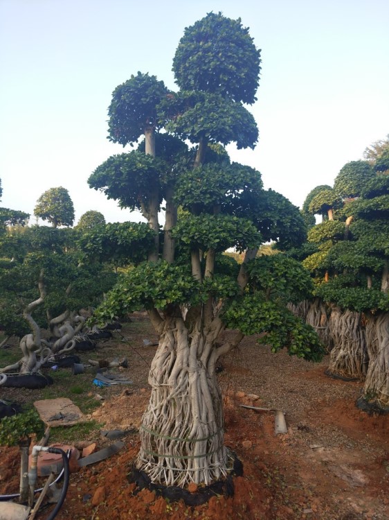 產地批發(fā)造型提根榕樹，造型榕樹，造型樁頭榕樹，綠化榕樹