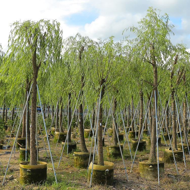 柳树江边河道树木树苗 市政园林绿化植物 乔木种植基地直销垂柳