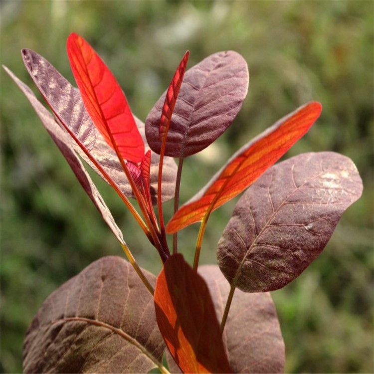 黃櫨 紅櫨 批發(fā)優(yōu)惠多 喬木 花灌木 量大優(yōu)惠 【價格低】