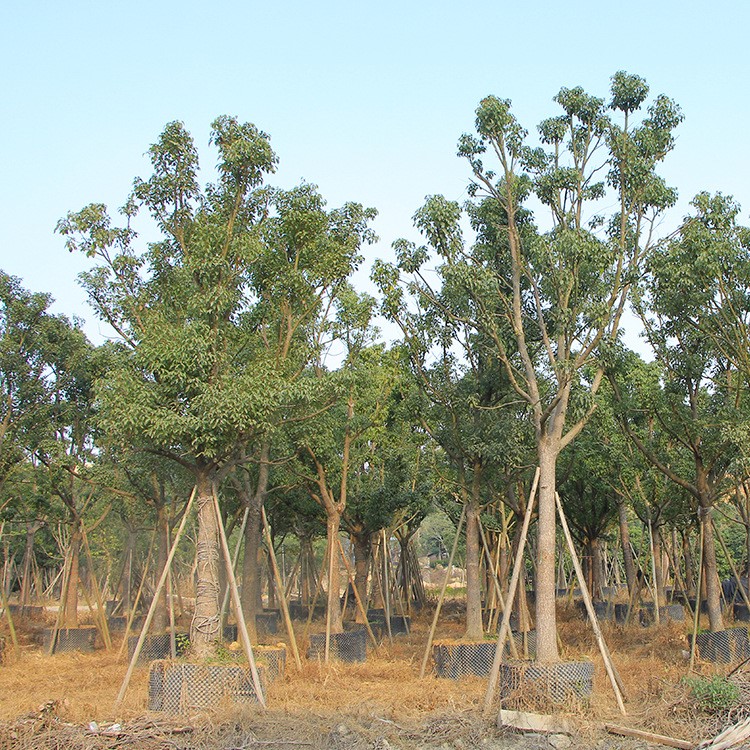 供應(yīng)常綠喬木 基地供應(yīng)大量 香樟苗 木基地供應(yīng) 綠化香樟