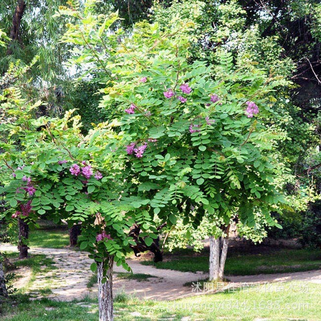 红花槐 红花槐小苗 红花槐树 毛刺槐 园林绿化树苗 行道树景观树