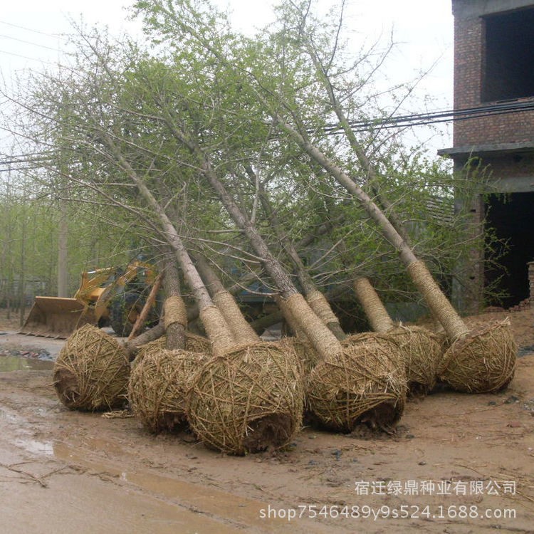 工程綠化苗木基地直銷 銀杏樹苗 規(guī)格全 庭院種植銀杏小苗 白果樹