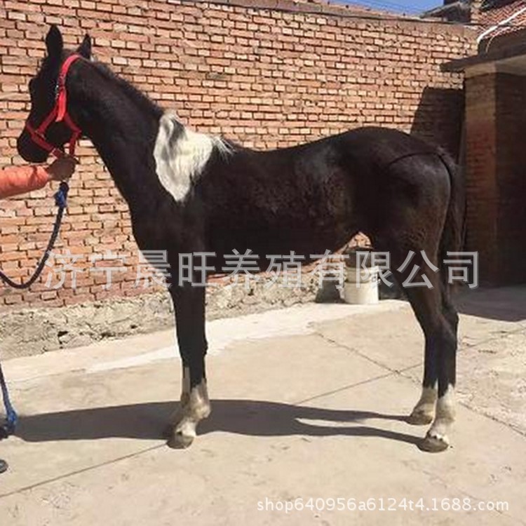 騎乘馬有賣的馬的價格 蒙古馬  溫血馬養殖