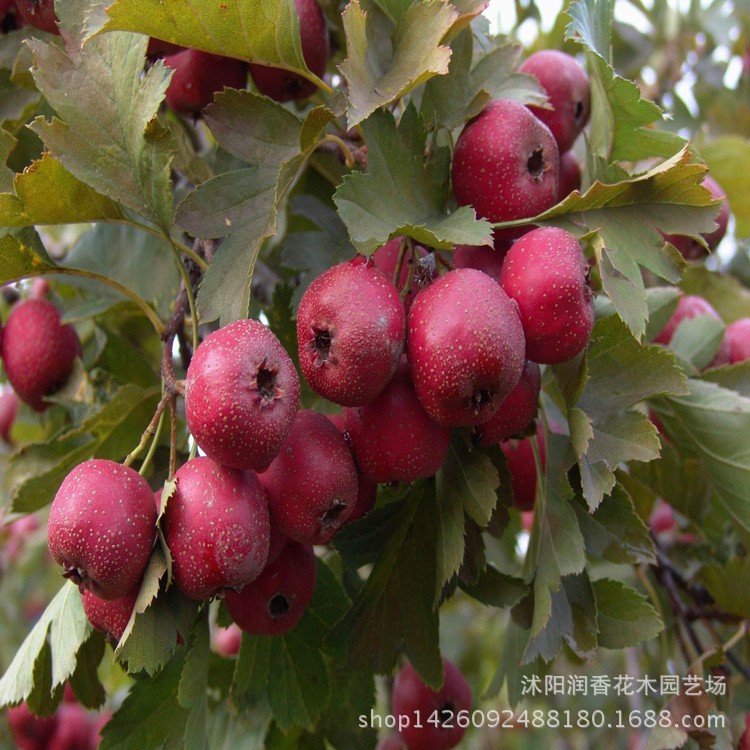 山楂樹(shù)苗直銷(xiāo) 大糖球山楂樹(shù) 果大大五棱山楂苗新品種苗木批發(fā)