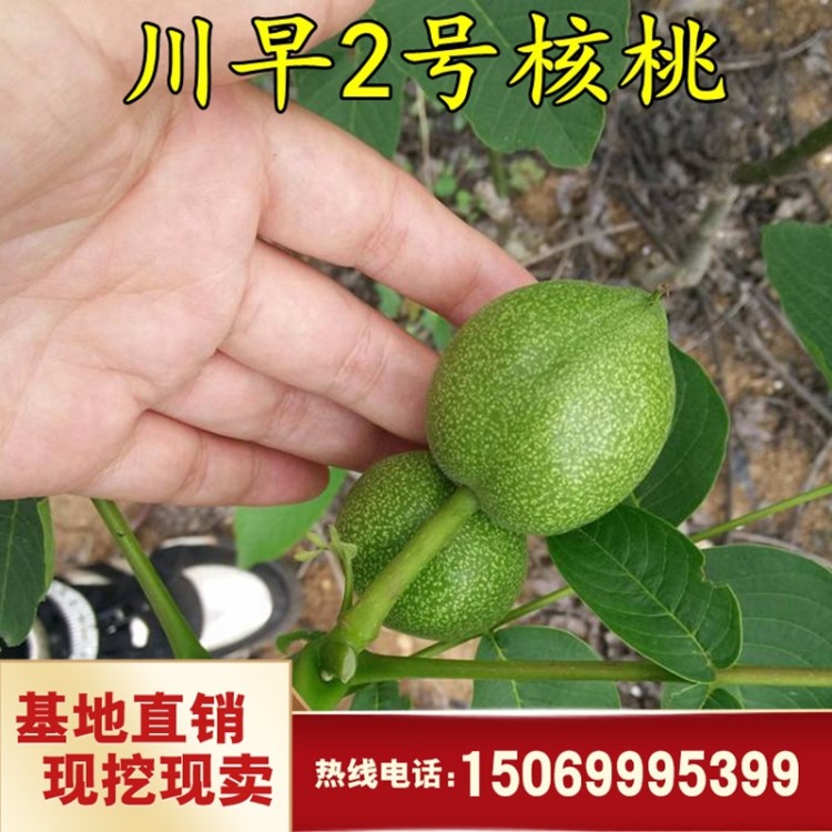 嫁接核桃樹(shù)苗 川早2號(hào) 四川嫁接川早二號(hào)核桃苗 當(dāng)年結(jié)果