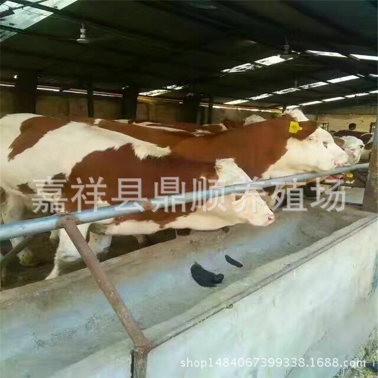 湖北養(yǎng)牛場 西門塔爾牛肉牛養(yǎng)殖 小牛犢散養(yǎng)長勢快還是圈養(yǎng)長勢快