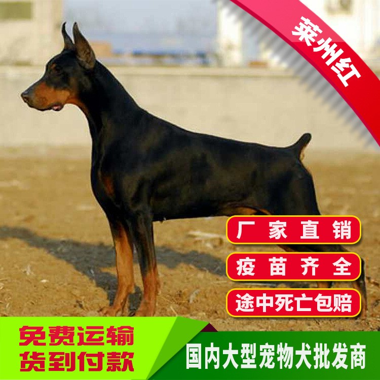 出售萊州紅幼犬活體種工作犬獵犬VX看狗包健康大型犬（圖）