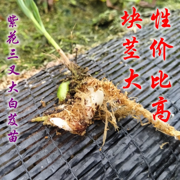 云南雨林 白芨苗 中苗 紫花三叉大白芨 育種基地 組培馴化苗