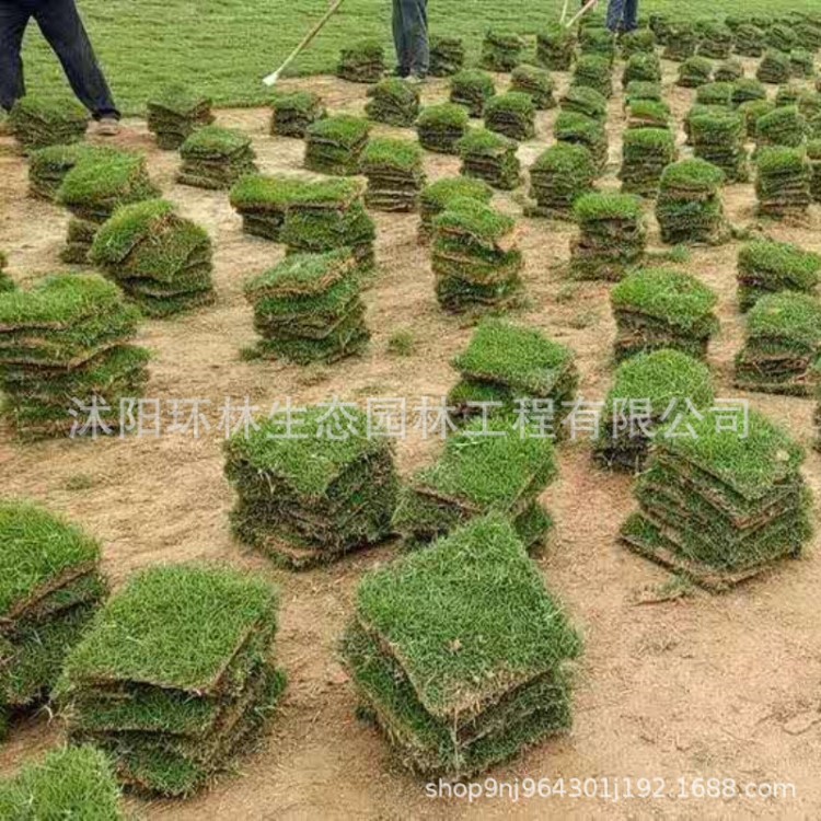 批發(fā) 馬尼拉草皮 高羊茅 河道護(hù)坡帶土草坪 冷季型四季常青草坪