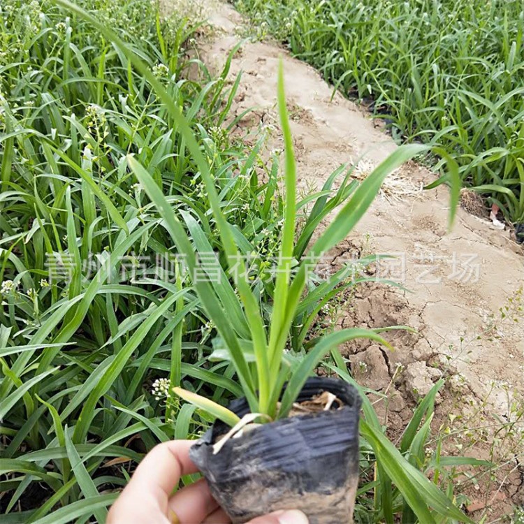 批發(fā)金娃娃萱草基地直銷大花萱草 地被宿根花卉 青州苗圃直供