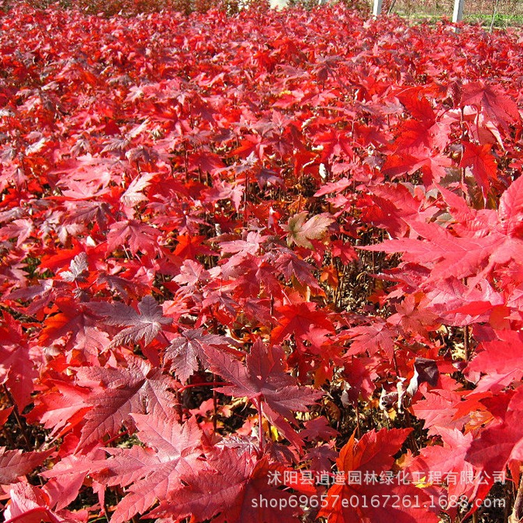 直銷美國紅楓 嫁接美國紅楓苗庭院陽臺種植物行道工程綠化苗規(guī)格