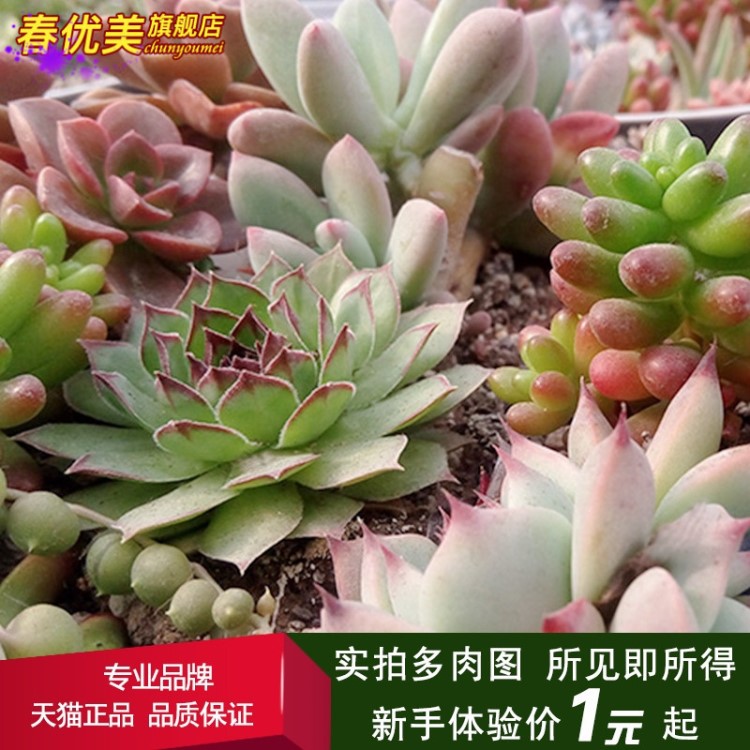 多肉植物多肉花卉綠植肉肉防輻射盆栽陽(yáng)臺(tái)迷你多肉苗小辦公